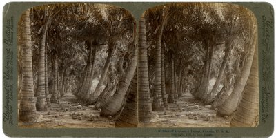 Laan van kokospalmen, Florida, VS, 1891 door George Barker