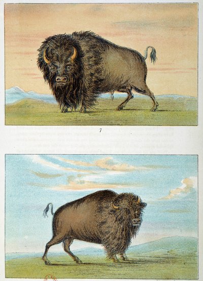 Bizon, mannetje en vrouwtje, Verenigde Staten. Illustratie door George Catlin (1794-1872) door George Catlin