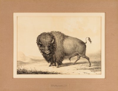 Buffalo Bull - nr. 2 door George Catlin