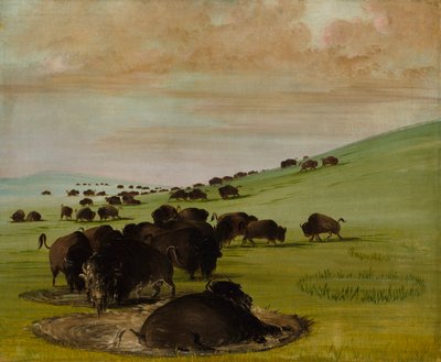 Buffelstieren in een modderpoel door George Catlin