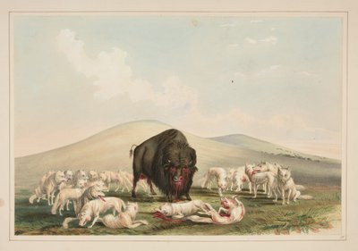 Buffalojacht, witte wolven vallen een buffelstier aan, plaat 10 uit het Portfolio van Noord-Amerikaanse indianen door George Catlin