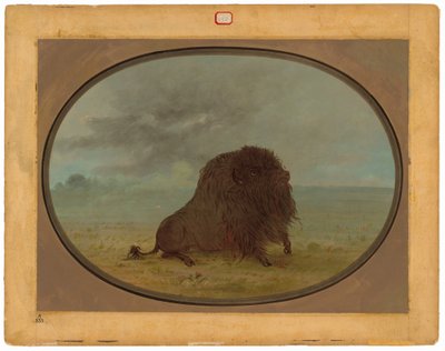 Stervende buffelstier door George Catlin