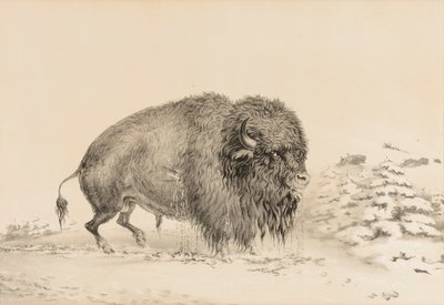 Zwaar gewonde buffel - nr. 16 door George Catlin