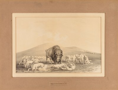 Witte Wolven vallen Oude Buffel aan - nr. 10 door George Catlin