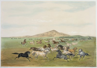Wilde paarden aan het spelen (kleurenlitho) door George Catlin