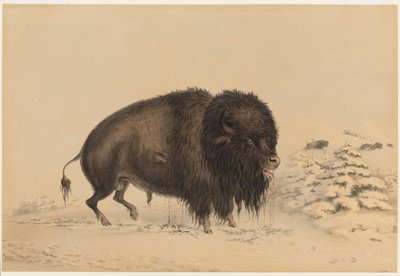  door George Catlin