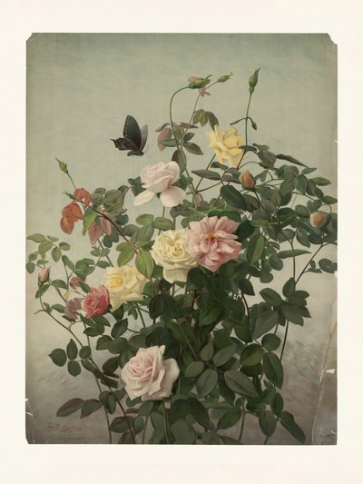 Rozen door George Cochran Lambdin