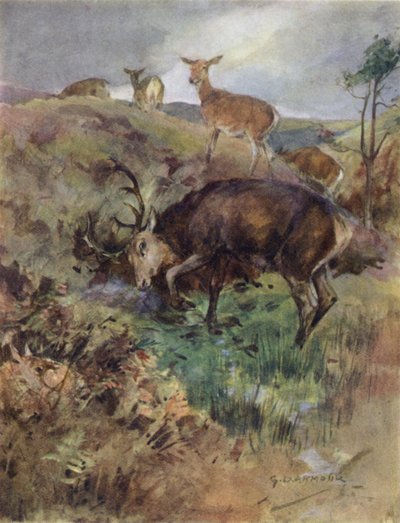 Illustratie voor The Story of a Red Deer (kleur litho) door George Denholm Armour