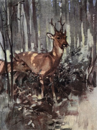 De reeën blijven in het bos (kleur litho) door George Denholm Armour