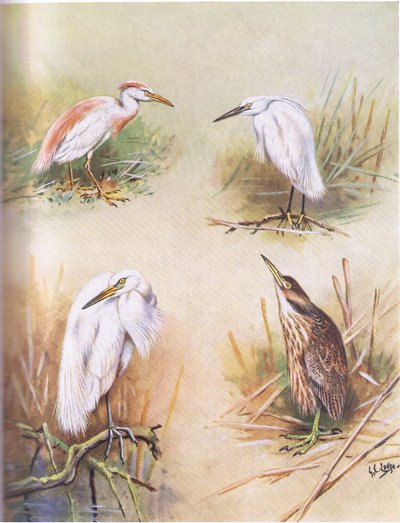 Ralreiger, Kleine Zilverreiger, Grote Witte Zilverreiger, Amerikaanse Roerdomp (litho) door George Edward Lodge