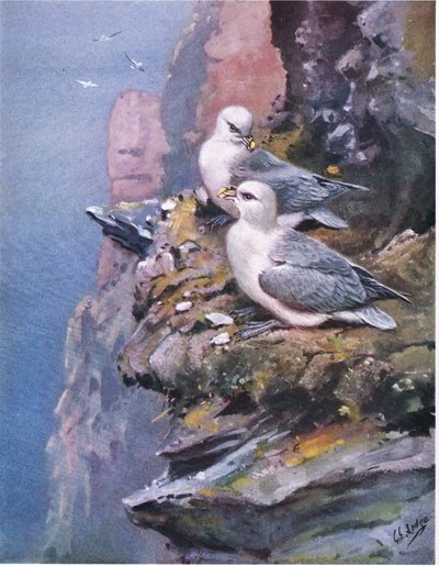 Noordse stormvogels (litho) door George Edward Lodge