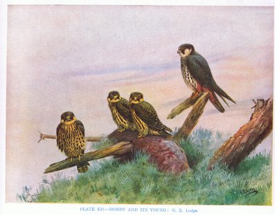 Hobby en jong, illustratie uit 