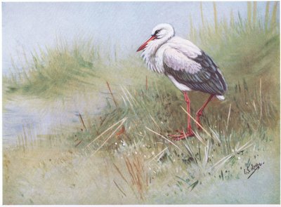Ooievaar (litho) door George Edward Lodge