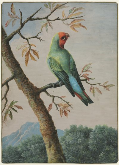 Vogelstudie door George Edwards