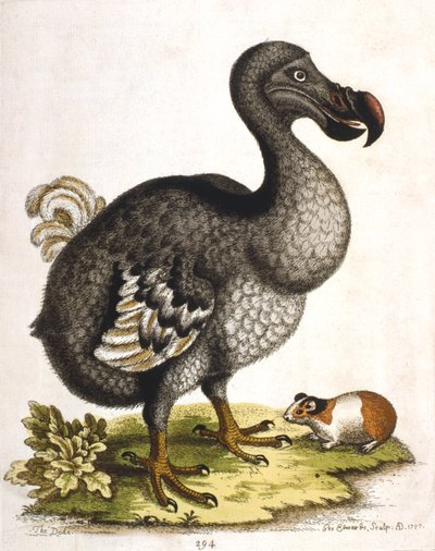 Dodo en cavia door George Edwards