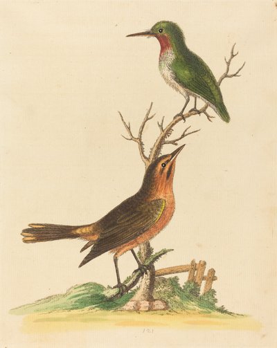 Groene Vogel met Rode Keel en Bruine en Oranje Vogel door George Edwards