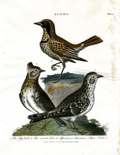 Leeuweriken (Alauda) door George Edwards