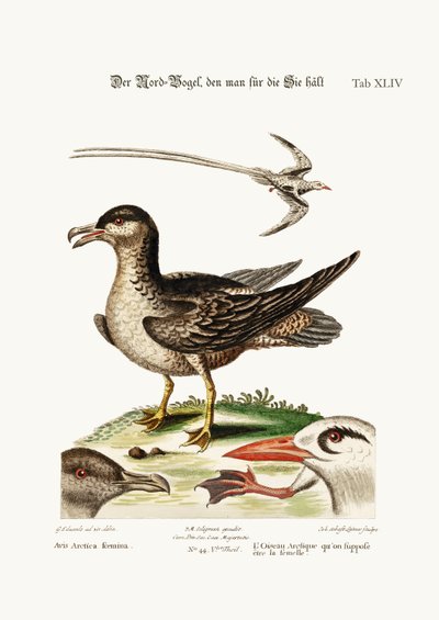 De Arctische vogel, verondersteld de hen te zijn. De Tropische vogel, 1749-73 door George Edwards