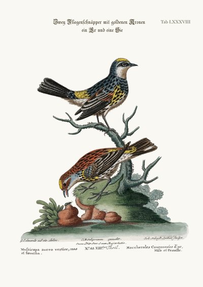 De Goudkruin Vliegenvangers, Haan en Hen, 1749-73 door George Edwards