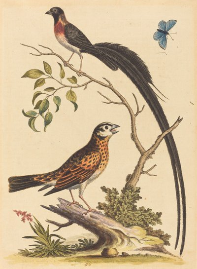 Twee vogels, een met zeer lange staartveren, en blauwe vlinder, gepubliceerd 1745 door George Edwards