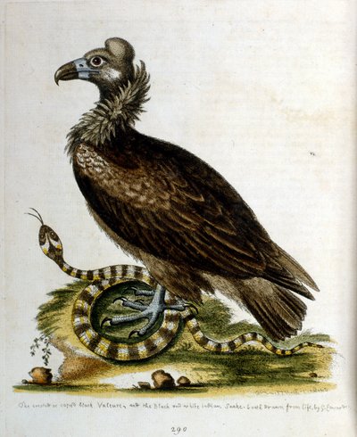 Aquarelillustratie uit een boek met zeldzame vogels van G Edwards 1750. George Edwards (1694-1773) was een Britse naturalist en ornitholoog. Hij reisde veel door Europa en bestudeerde de natuurlijke historie en vogels in het bijzonder. Hij kreeg enige erke door George Edwards