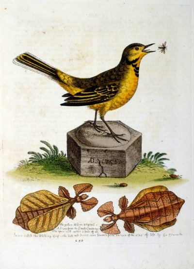 Aquarelillustratie uit een boek met zeldzame vogels van G Edwards 1750. George Edwards (1694-1773) was een Britse naturalist en ornitholoog. Hij reisde veel door Europa en bestudeerde de natuurlijke historie en vogels in het bijzonder. Hij kreeg enige erke door George Edwards