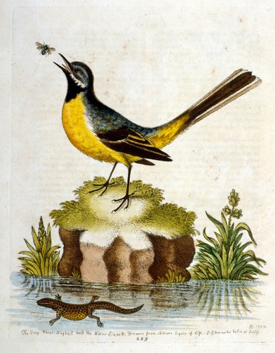 Aquarelillustratie uit een boek met zeldzame vogels van G Edwards 1750. George Edwards (1694-1773) was een Britse naturalist en ornitholoog. Hij reisde veel door Europa en bestudeerde de natuurlijke historie en vogels in het bijzonder. Hij kreeg enige erke door George Edwards