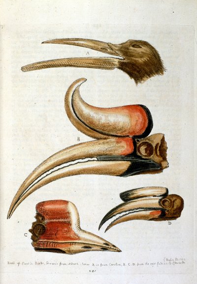 Aquarelillustratie uit een boek met zeldzame vogels van G Edwards 1750. George Edwards (1694-1773) was een Britse naturalist en ornitholoog. Hij reisde veel door Europa en bestudeerde de natuurlijke historie en vogels in het bijzonder. Hij kreeg enige erke door George Edwards