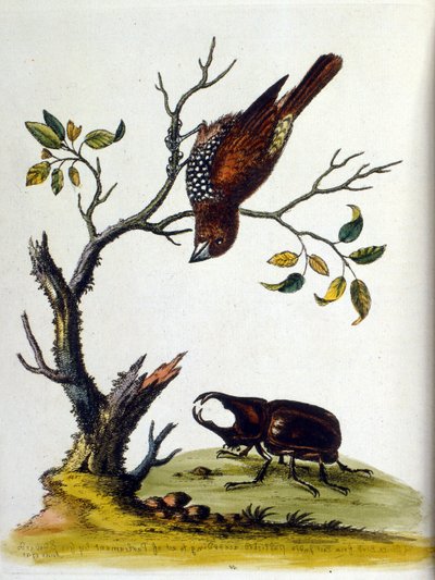 Aquarelillustratie uit een boek met zeldzame vogels van G Edwards 1750. George Edwards (1694-1773) was een Britse naturalist en ornitholoog. Hij reisde veel door Europa en bestudeerde de natuurlijke historie en vogels in het bijzonder. Hij kreeg enige erke door George Edwards