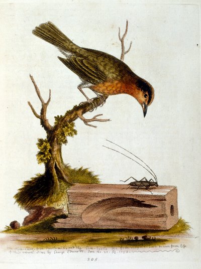 Aquarelillustratie uit een boek met zeldzame vogels van G Edwards 1750. George Edwards (1694-1773) was een Britse naturalist en ornitholoog. Hij reisde veel door Europa en bestudeerde de natuurlijke historie en vogels in het bijzonder. Hij kreeg enige erke door George Edwards