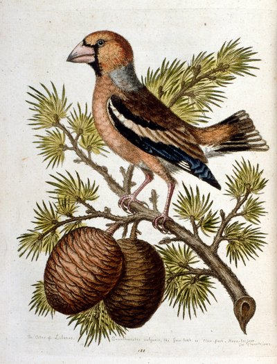Aquarelillustratie uit een boek met zeldzame vogels van G Edwards 1750. George Edwards (1694-1773) was een Britse naturalist en ornitholoog. Hij reisde veel door Europa en bestudeerde de natuurlijke historie en vogels in het bijzonder. Hij kreeg enige erke door George Edwards