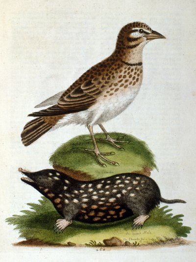 Aquarelillustratie uit een boek met zeldzame vogels van G Edwards 1750. George Edwards (1694-1773) was een Britse naturalist en ornitholoog. Hij reisde veel door Europa en bestudeerde de natuurlijke historie en vogels in het bijzonder. Hij kreeg enige erke door George Edwards