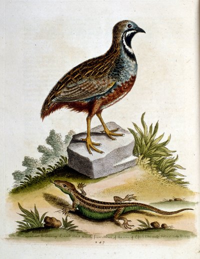 Aquarelillustratie uit een boek met zeldzame vogels van G Edwards 1750. George Edwards (1694-1773) was een Britse naturalist en ornitholoog. Hij reisde veel door Europa en bestudeerde de natuurlijke historie en vogels in het bijzonder. Hij kreeg enige erke door George Edwards