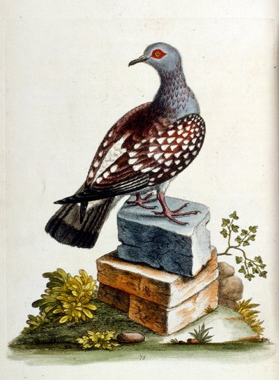 Aquarelillustratie uit een boek met zeldzame vogels van G Edwards 1750. George Edwards (1694-1773) was een Britse naturalist en ornitholoog. Hij reisde veel door Europa en bestudeerde de natuurlijke historie en vogels in het bijzonder. Hij kreeg enige erke door George Edwards