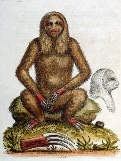 Aquarelillustratie van een drietenige luiaard door G Edwards 1758. George Edwards (1694-1773) was een Britse naturalist en ornitholoog. Hij reisde veel door Europa en bestudeerde de natuur en vogels in het bijzonder. Hij kreeg enige erkenning door George Edwards