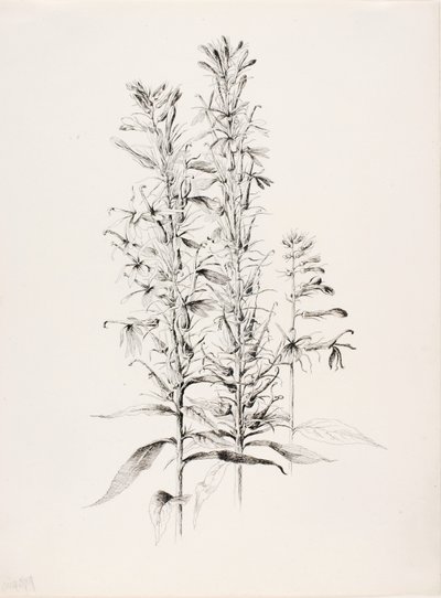 Zonder titel (Kardinaalsbloem, Lobelia Cardinalis) door George Elbert Burr