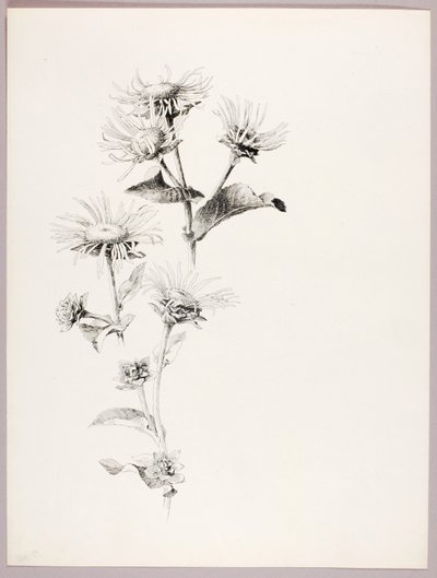 Zonder titel (madeliefjes) door George Elbert Burr