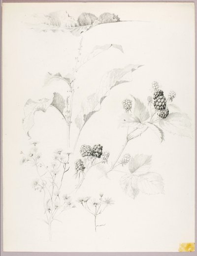 Zonder titel (Madeliefjes en bramen) door George Elbert Burr
