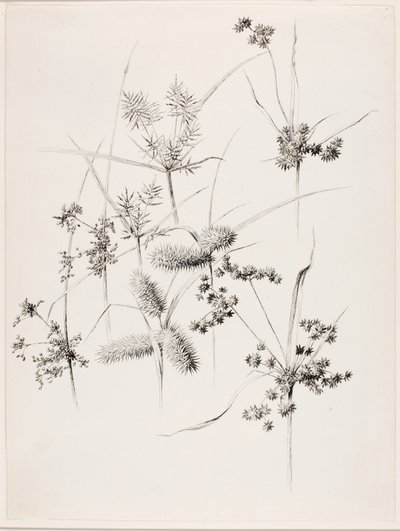 Zonder titel (Sedgegrassen) door George Elbert Burr