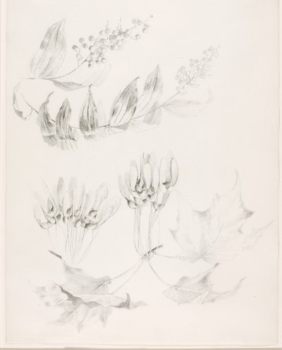 Zonder titel (Suikeresdoorn en valse salomonszegel) door George Elbert Burr
