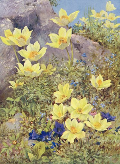 Anemone sulphurea en Gentiana excisa direct in het veld geschilderd eind mei door George Jackson Flemwell