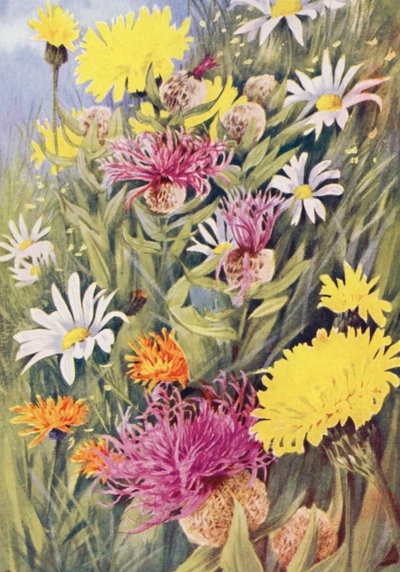 De lange gele Hypochaeris uniflora, Centaurea uniflora, de Gouden Havikskruid (Crepis aurea) getekend uit het leven in de julivelden door George Jackson Flemwell