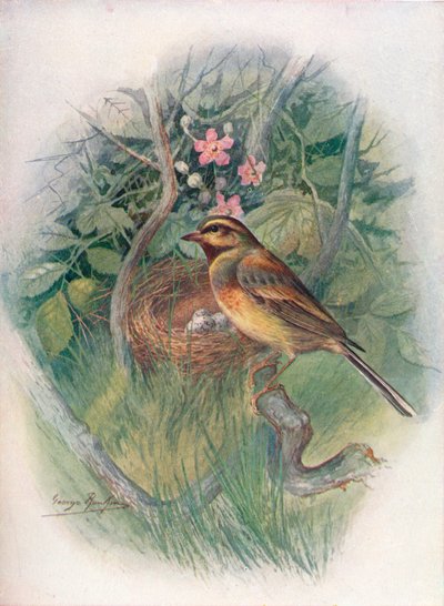Cirl-Gors - Emberiza cirlus, ca. 1910, 1910 door George James Rankin