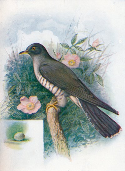 Koekoek - Cuculus canorus door George James Rankin