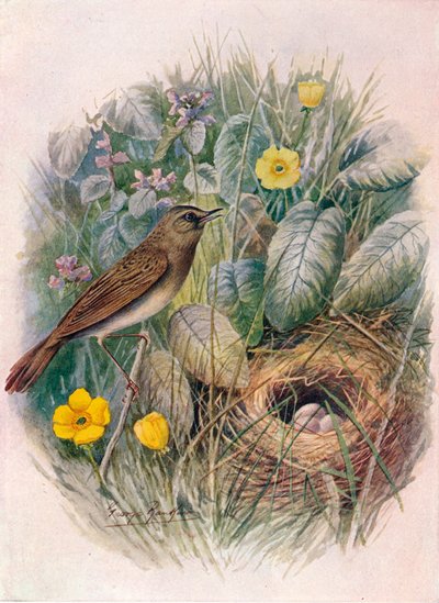 Sprinkhaanzanger - Locustella naevia, ca. 1910 door George James Rankin