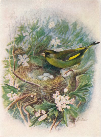 Groenling - Ligurinus chloris, ca. 1910 door George James Rankin