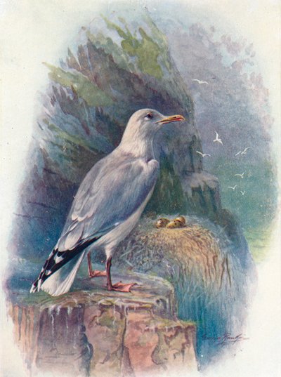 Zilvermeeuw - Larus argentatus, ca. 1910, 1910 door George James Rankin