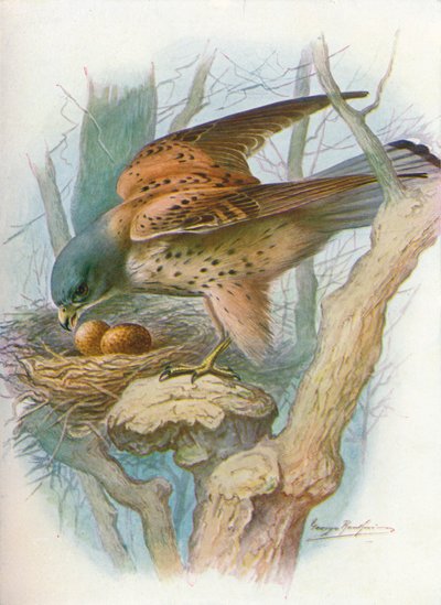 Torenvalk - Falco tinnunculus door George James Rankin