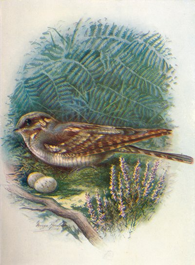 Nachtzwaluw of Geitenmelker - Caprimulgus europaeus door George James Rankin