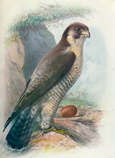 Slechtvalk - Falco peregrinus, ca. 1910 door George James Rankin